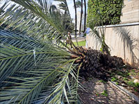 В Акко пальма упала на женщину, пострадавшая госпитализирована