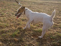 В Англии собаку спасли с помощью дрона и привязанной к нему сосиски