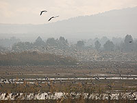 Заповедник Хула вновь откроется для посетителей на следующей неделе