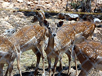 Восемь диких ланей