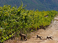 Житель Саудовской Аравии госпитализирован после нападения бабуинов