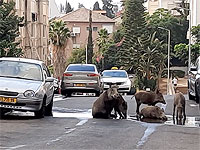 В Хайфе кабан напал на школьницу и отобрал у нее пуримское угощение