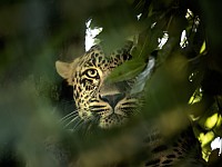 Леопард забрел на конвейер Mercedes-Benz в Индии, на несколько часов остановив производство