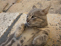 На севере Израиля, возле мошава Кфар Хошен, обнаружен зараженный бешенством кот