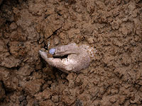 Посол Израиля в Украине о кадрах из Бучи: 