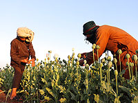 Талибы запретили производство наркотиков