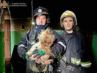 Они живые: домашние животные и дикие звери, спасенные во время войны в Украине. Фоторепортаж