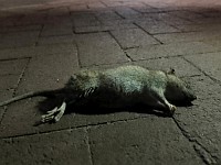 Жители Рамат-Гана жалуются на пасхальное нашествие крыс