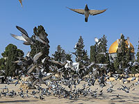 Палестинские СМИ: Израиль освобождает всех задержанных во время беспорядков на Храмовой горе 15 апреля