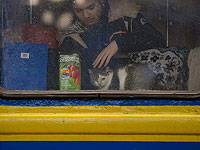 Война в Украине: четвероногие беженцы. Фоторепортаж