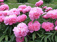 Фестиваль пионов в Израиле открыт