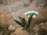 В Иудейской пустыне утонули мальчик и его отец, пытавшийся спасти сына