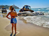 На побережье Яффо морем выброшено тело кита