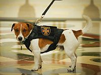 Пес Патрон удостоен премии 