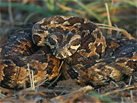 На севере Израиля змея укусила девушку, пострадавшая в тяжелом состоянии