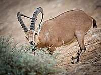 В Мицпе-Рамон найдены мертвые горные козлы, подозрение на отравление