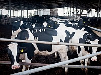 Задержаны 40 активистов, приковавших себя к коровнику в кибуце Бейт а-Эмек