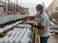 Яйца подорожают на 6,5%