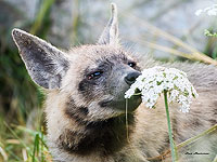 Гиены, живущие под Модиином. Фоторепортаж