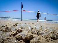 Концентрация медуз на израильском побережье Средиземного моря остается высокой, при купании следует соблюдать осторожность