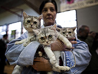 Министерство сельского хозяйства предложило помощь владельцам домашних животных из приграничной зоны