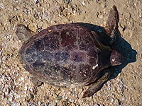 Спасенные израильтянами черепахи вернулись в Средиземное море. Фото