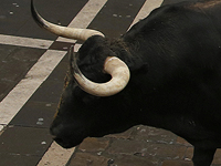 В банк в Лоде ворвался бык. ВИДЕО