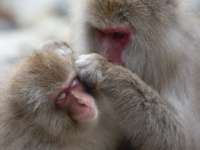 В Японии усыпили вожака стаи макак, нападавших на людей