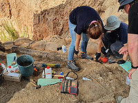 Бивень вымершего гиганта: ответит ли находка из Ревадим на важный вопрос?