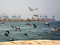 Произраильская 