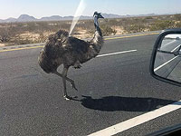 На севере Израиля были замечены две птицы Эму, прогуливающиеся по дороге