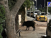 Дикий кабан, разбив окно, забрался в спальню к жительнице Хайфы