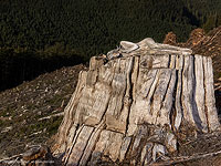 В объятьях девственного леса. Экологический бодиарт