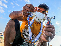 Заморские крабы-плавунцы – деликатес для ресторанов Газы. Фоторепортаж