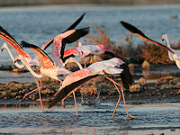 Розовые фламинго снова в Израиле. Фоторепортаж