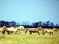 Украинские экологи обвинили РФ в 