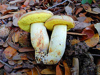 Начало грибного сезона 2022-2023 в Израиле. Фотогалерея