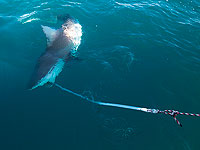 Акулы около электростанции в Хадере. Фоторепортаж