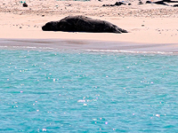 На побережье Каспийского моря в Дагестане найдены тысячи погибших тюленей