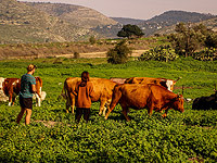 Фермеры из мошава Ахисамах обнаружили пропажу 100 млн шекелей, полиция сообщила о задержании подозреваемого