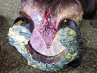 Беспорядки на стадионе в Нетании: ранены 11 полицейских и три лошади