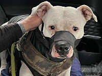 В Украину вернули собаку защитников