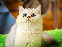 Выставка кошек в Петах-Тикве. Фоторепортаж