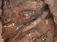 В Египте найдена уникальная гробница с мумиями крокодилов