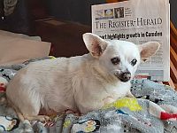 Самой старой собакой на Земле признан 23-летний Спайк