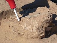 Древнейшая яичница в истории: находка из рациона пустынных кочевников