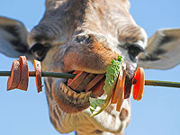 Спецмероприятие в зоопарке Сан-Антонио: назови таракана именем 