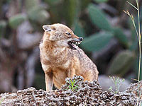 У границы с Ливаном замечен бешеный шакал