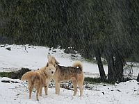 На Хермоне и в других горных районах на севере Израиля продолжается снегопад