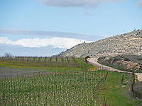 Palestine Online показал процесс уничтожения еврейского виноградника в Биньямине, назвав его действиями против 